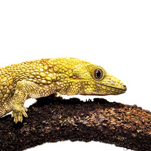 Bauers Chameleon Gecko Facts