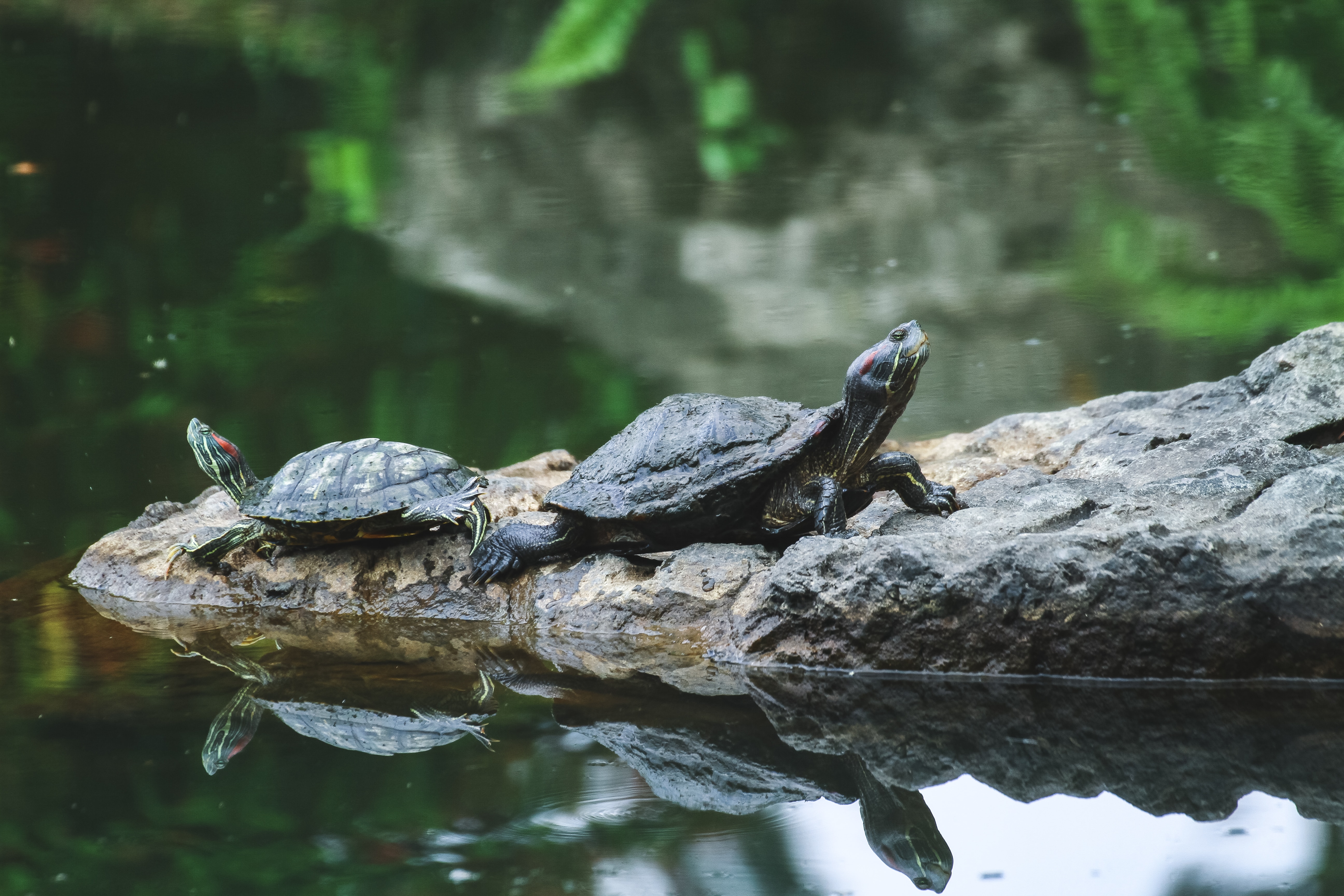 Terrapins H&A