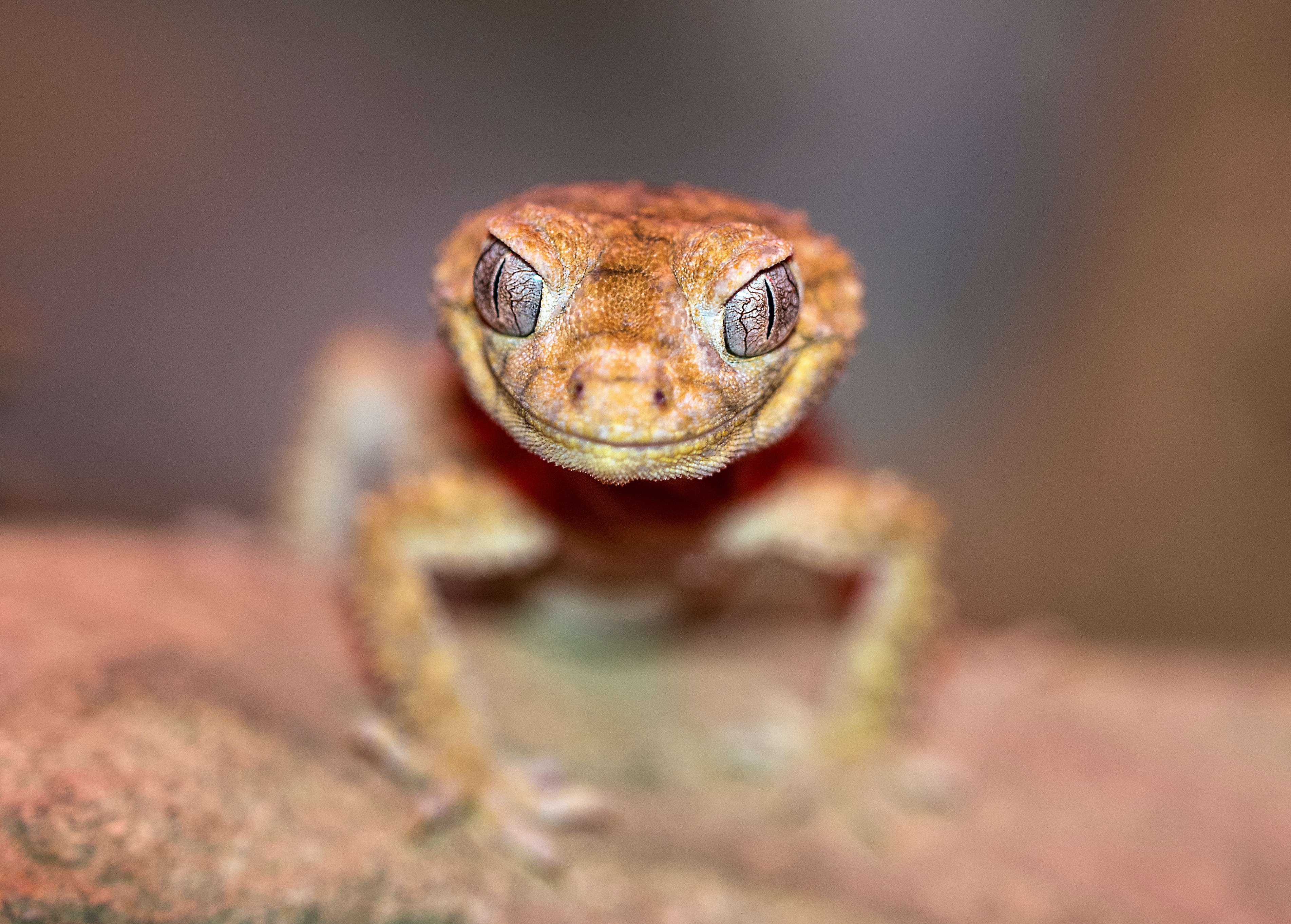 Short Fingered Gecko Facts