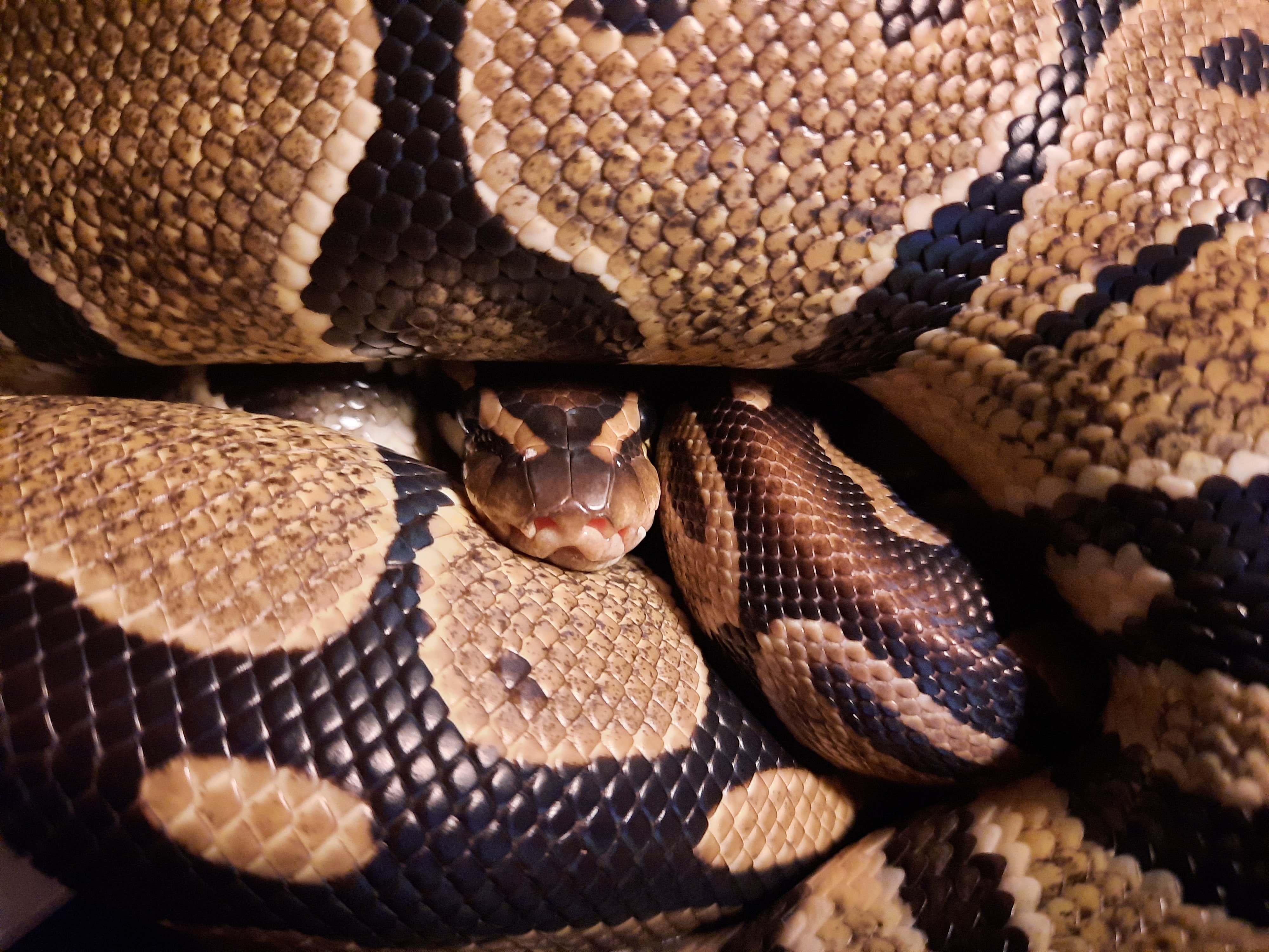 Royal / Ball Python H&A