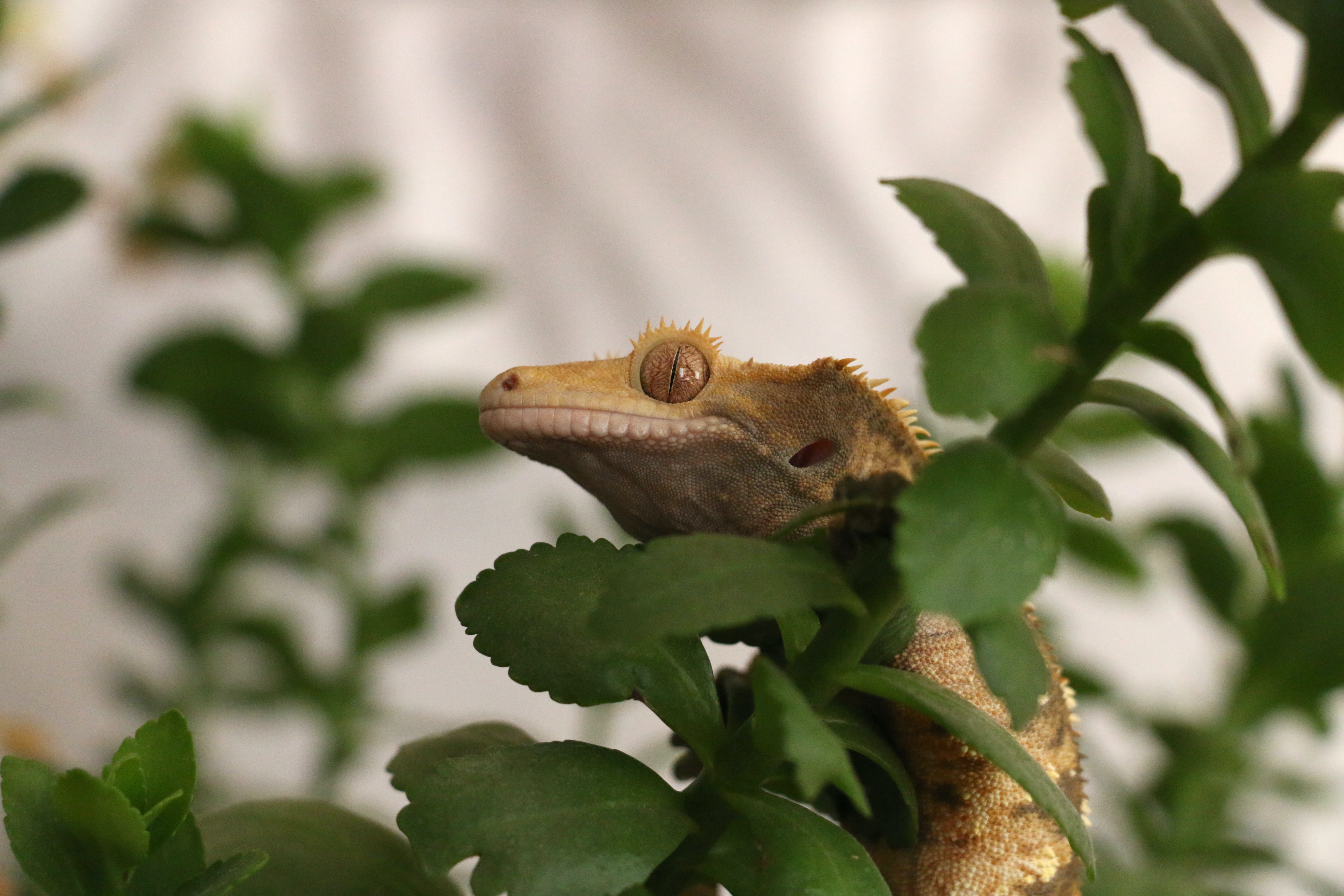 Crested Gecko H&A
