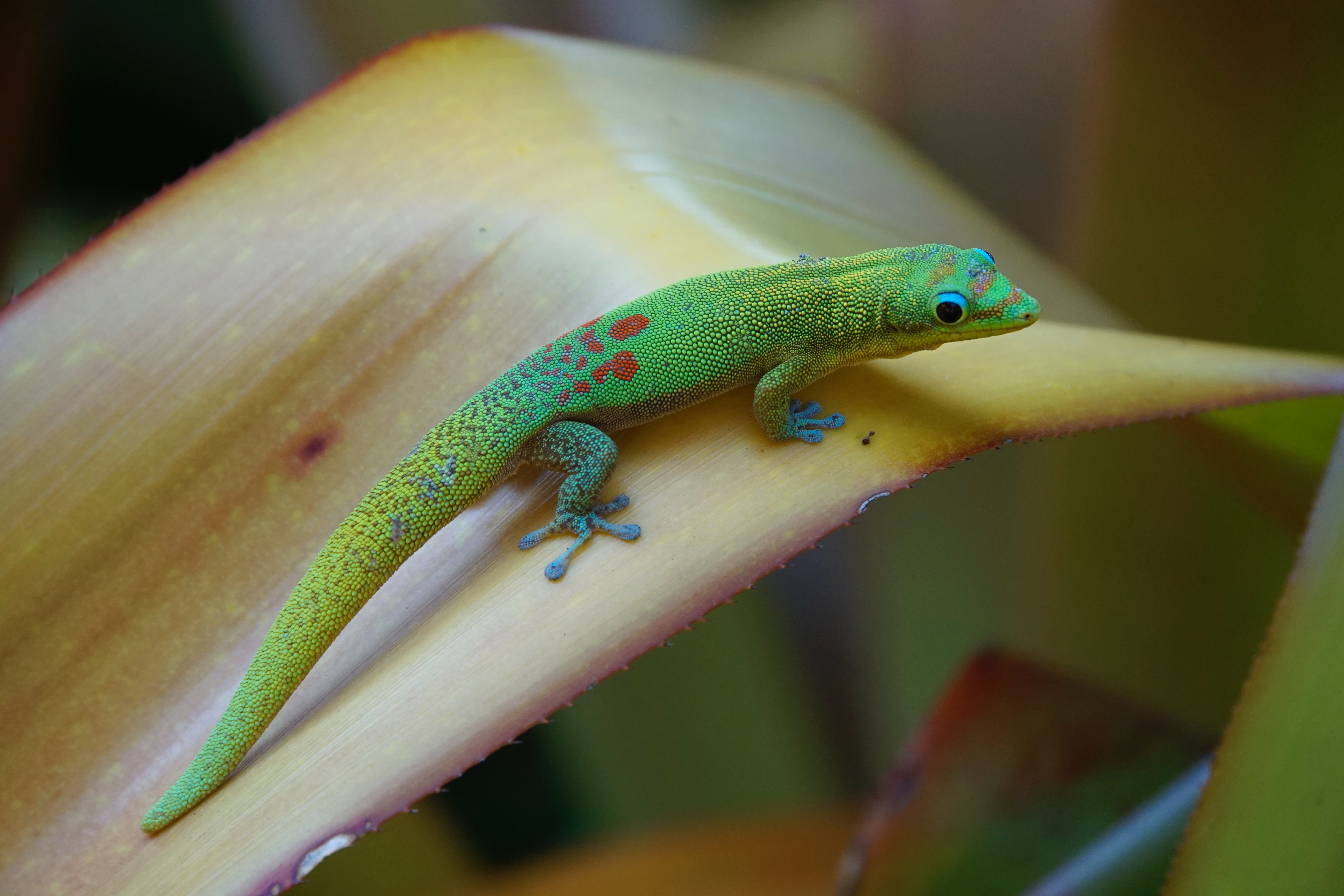 Tokay Gecko Facts