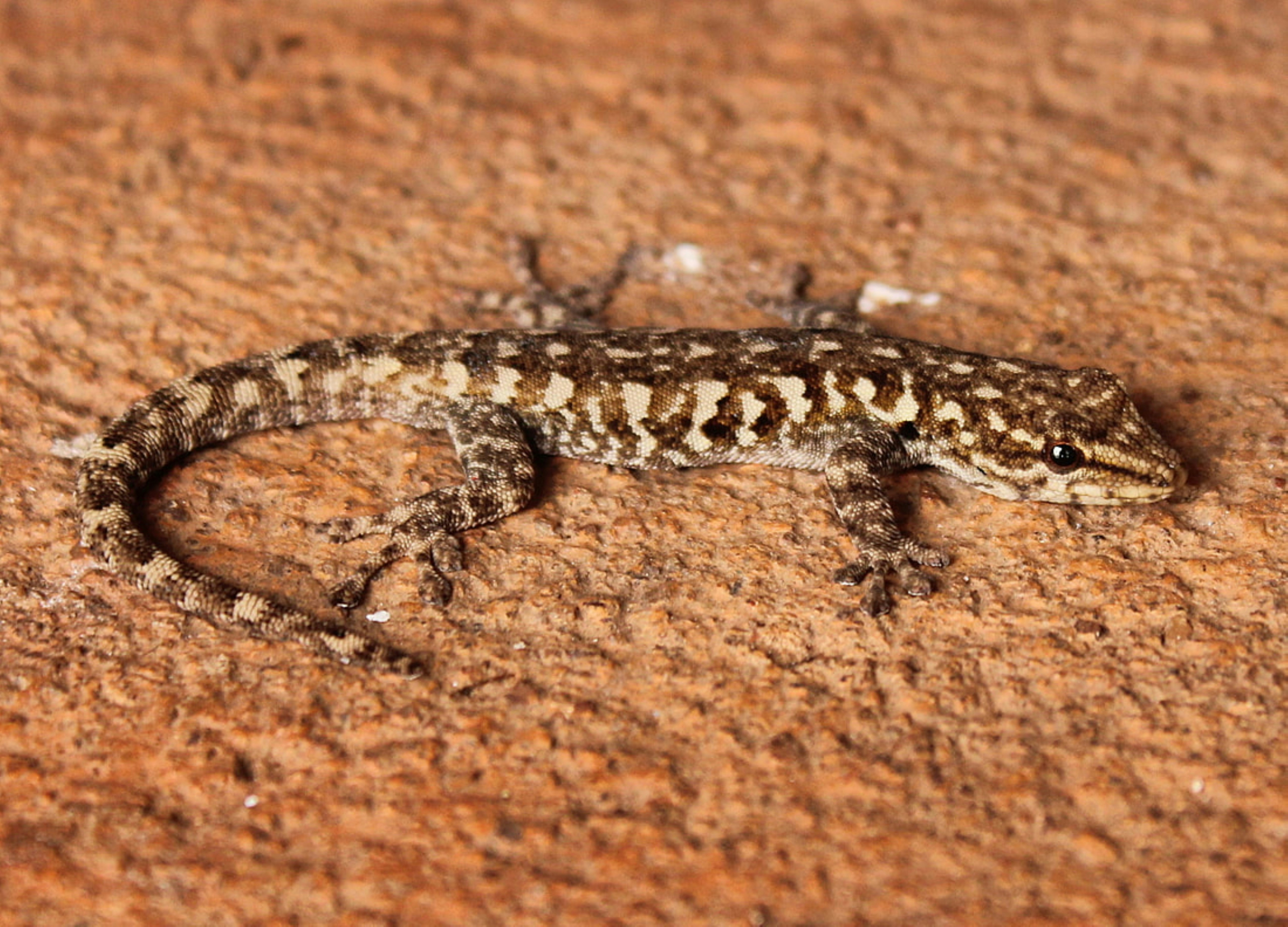 Tokay Gecko Help and Advice