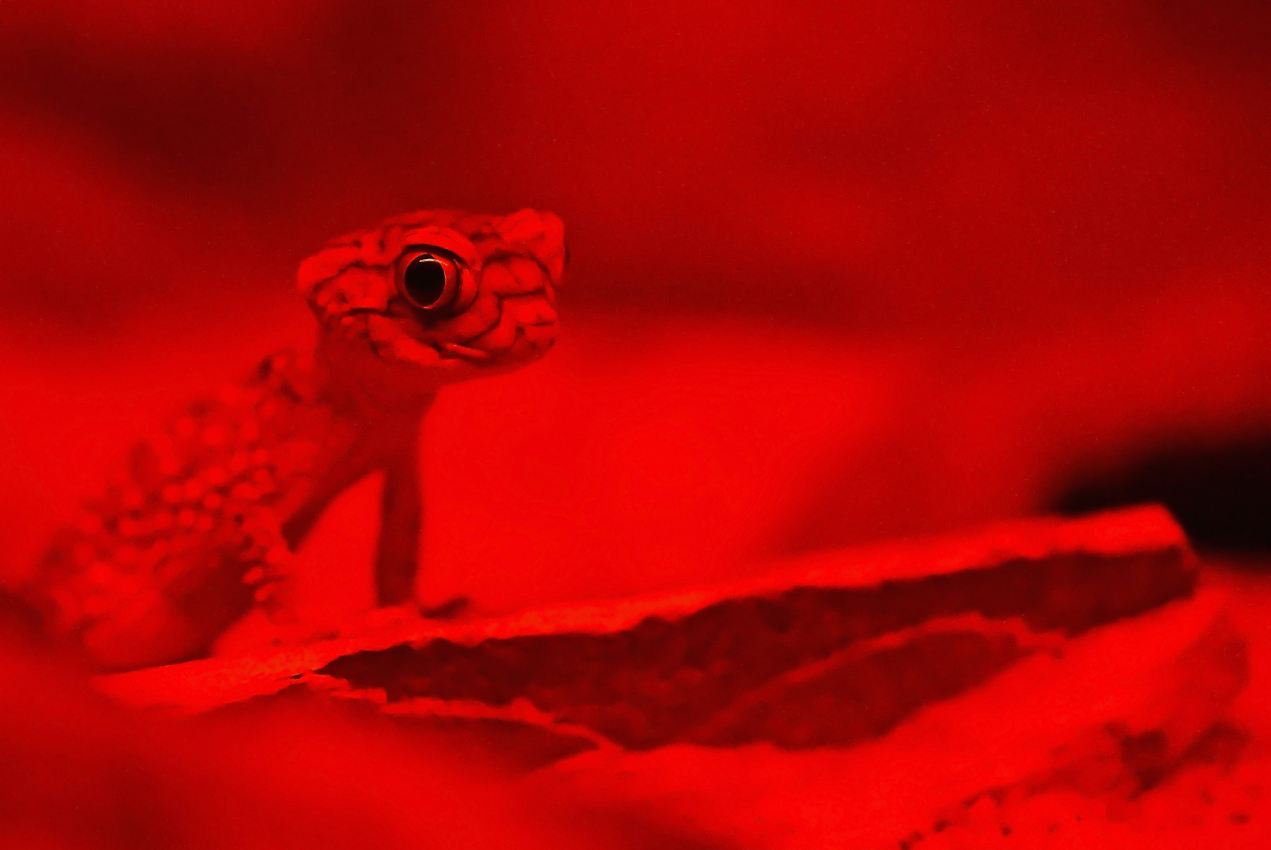 Short Fingered Gecko H&A