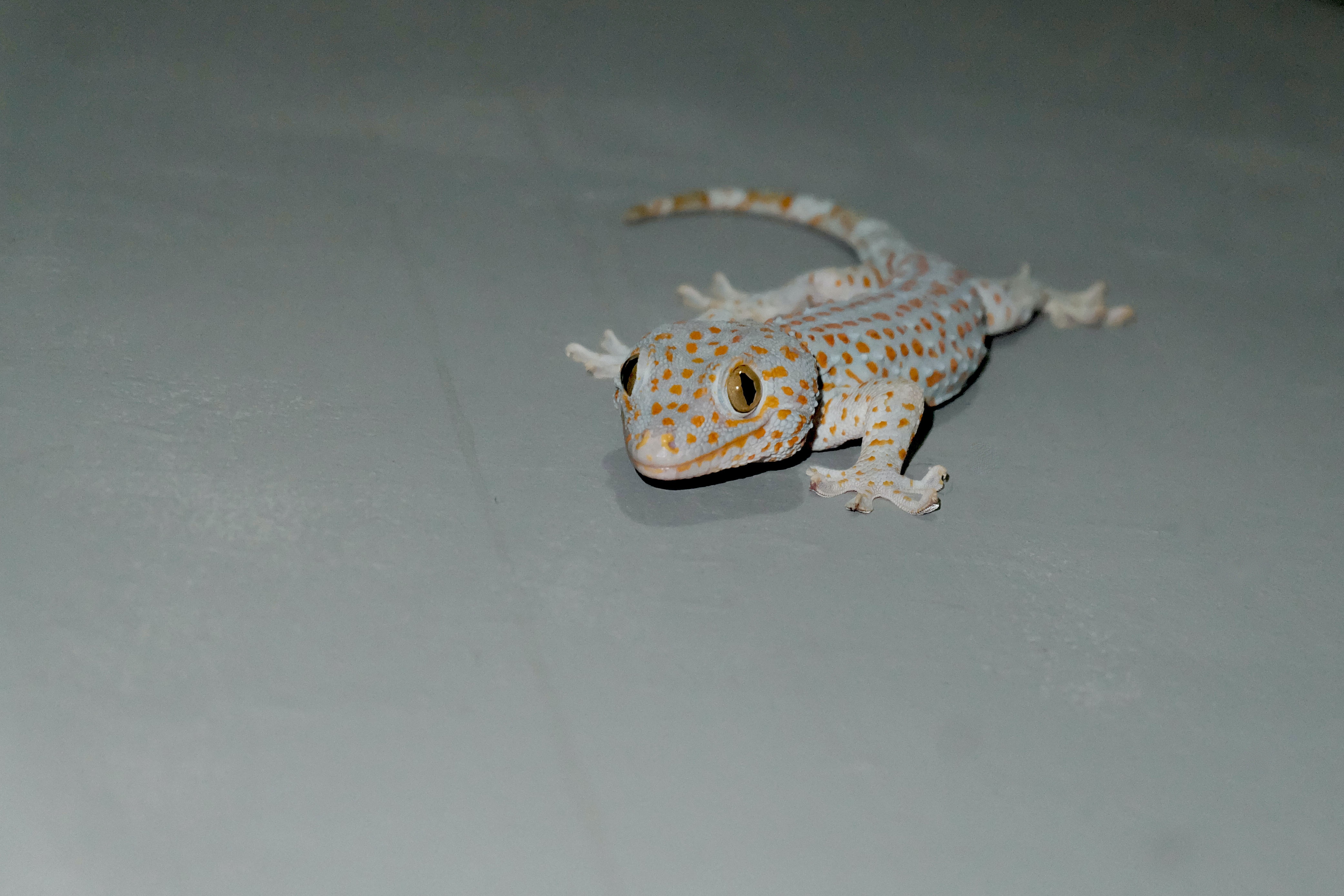 Common House Gecko H&A