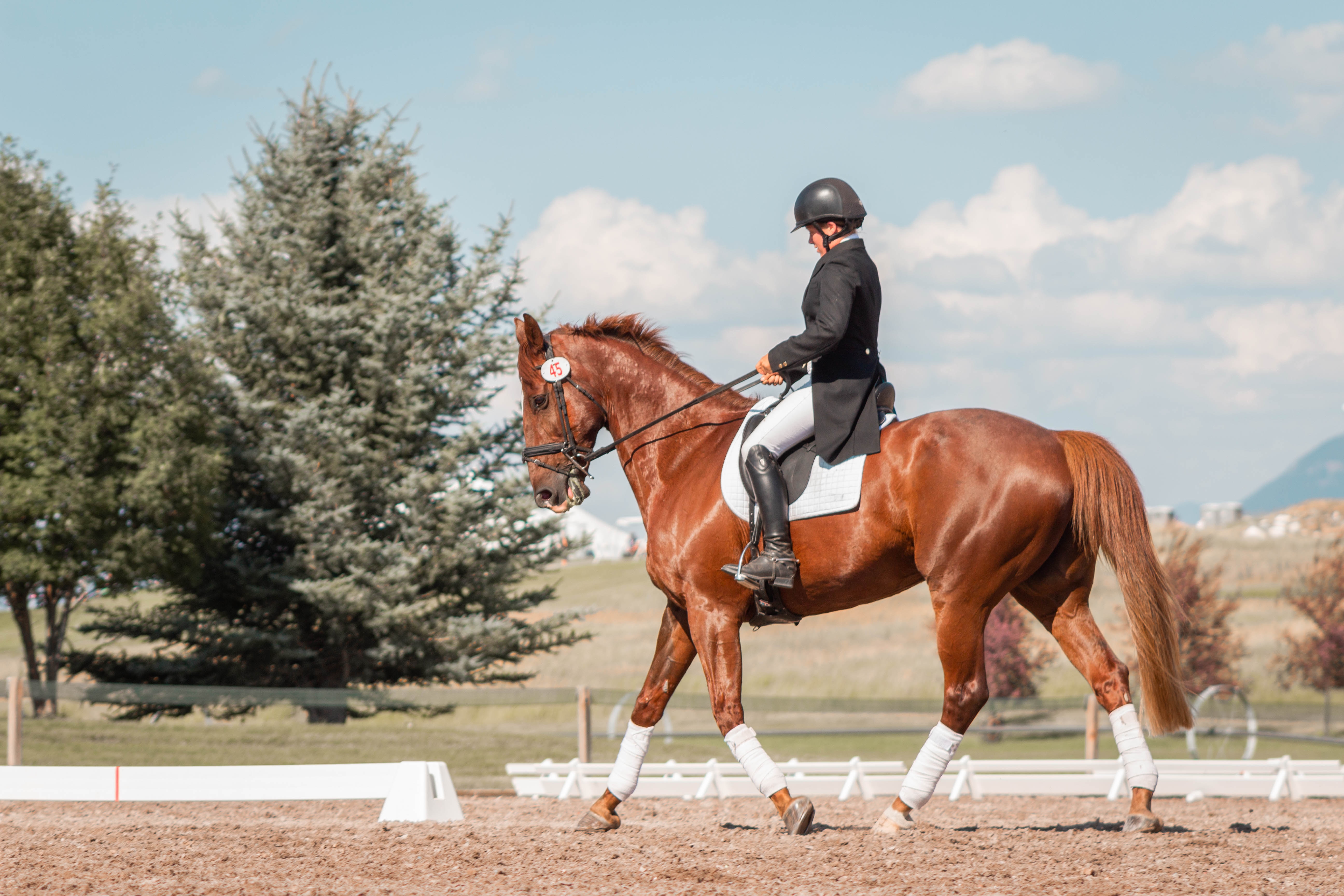 The Benefits of Using Curalux Horse Solariums for Equine Heating