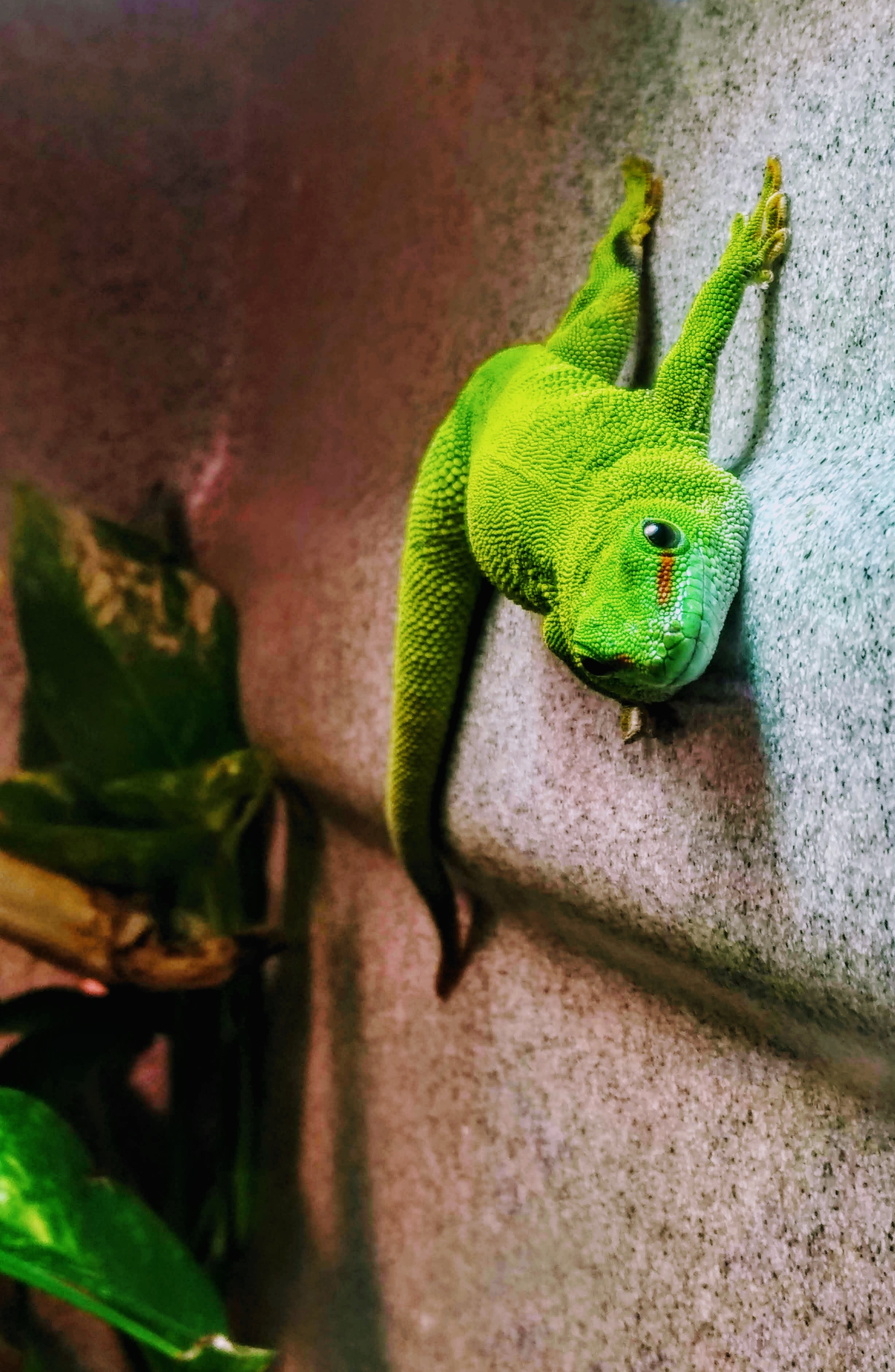 Giant Day Gecko Help and Advice