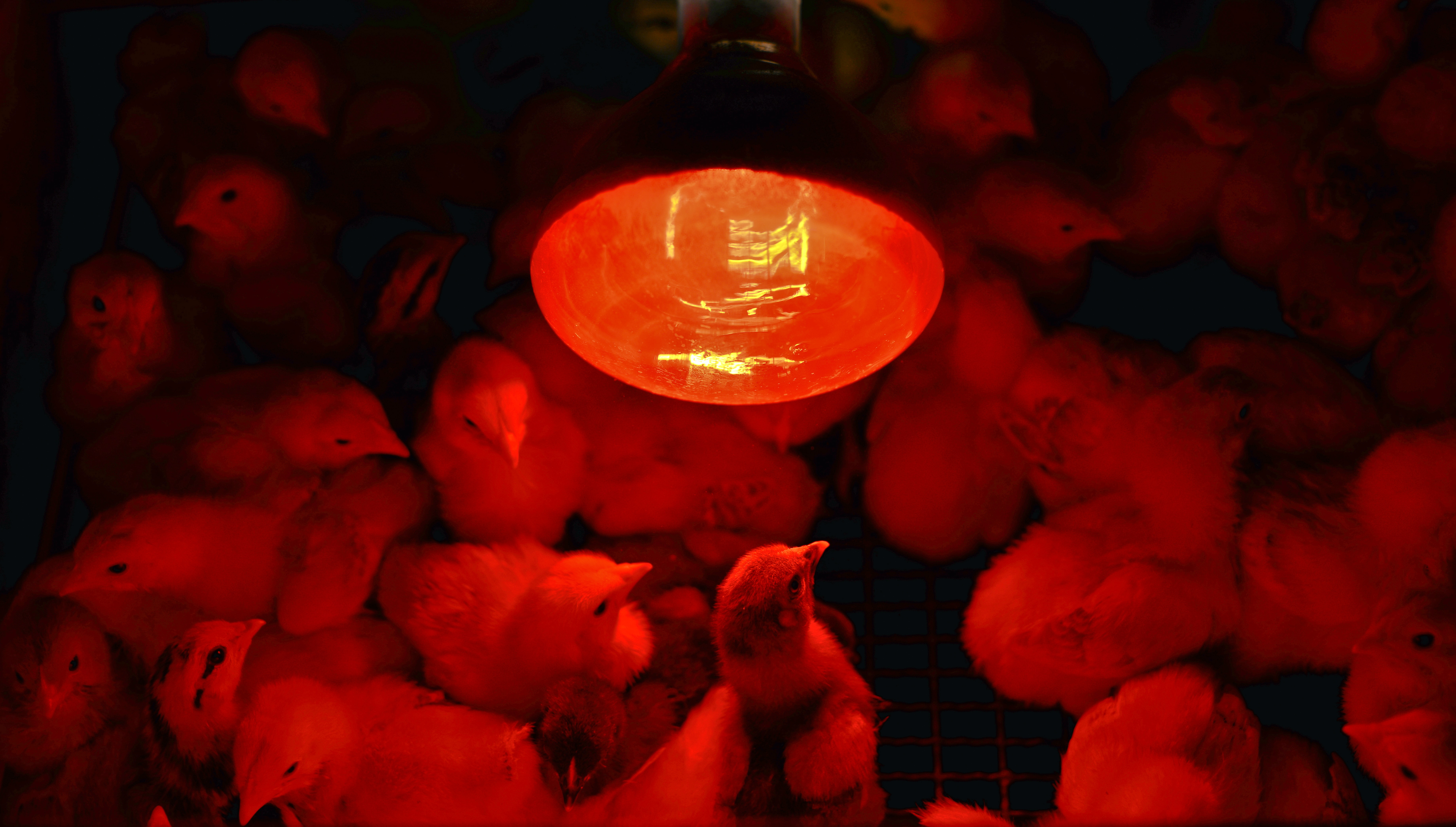What is a heat lamp and what does it do for chickens?
