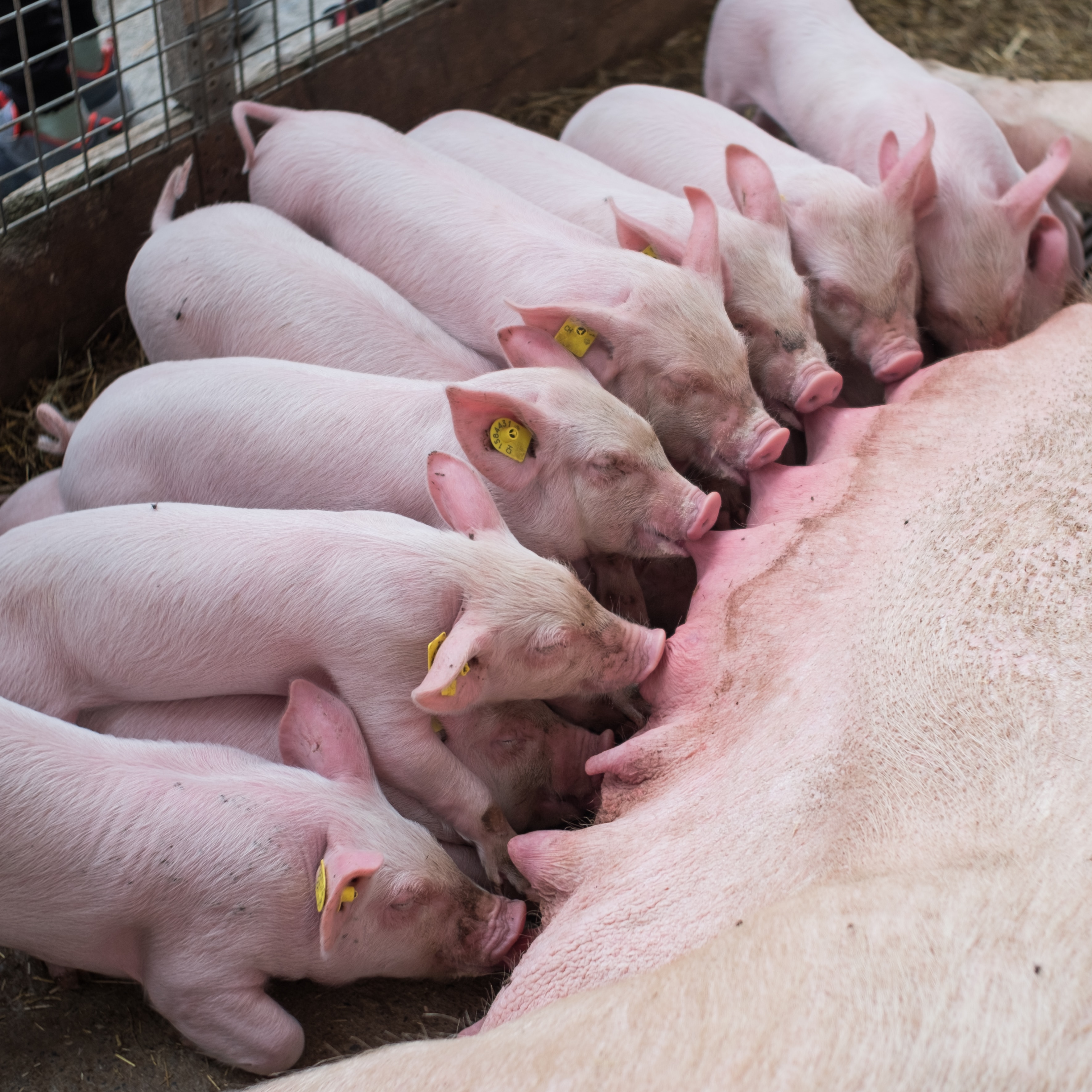 The Importance of Heating in Pig Rearing and the Benefits of Curalux Heat Lamps