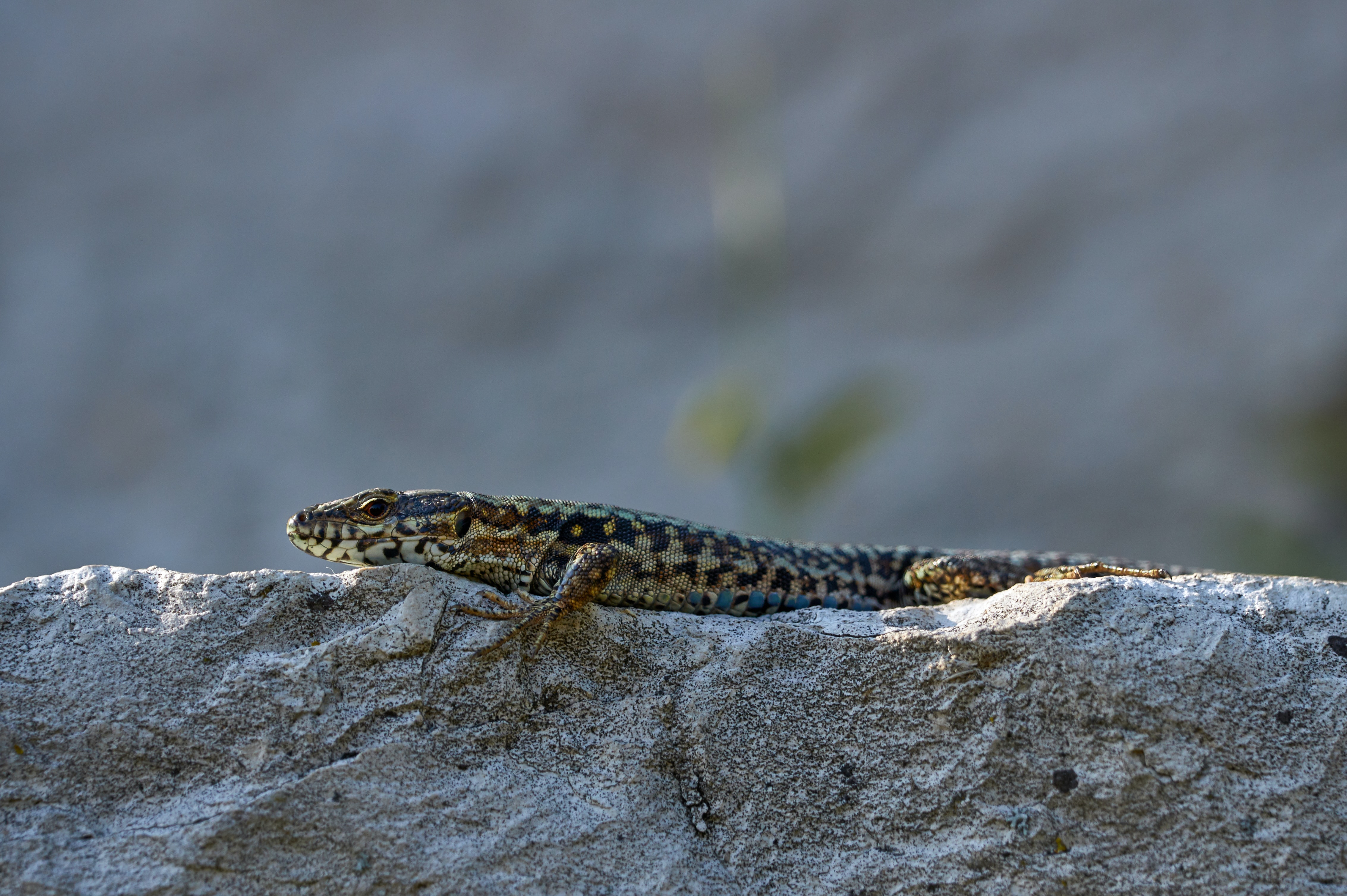 Common Wall Lizard Help And Advice