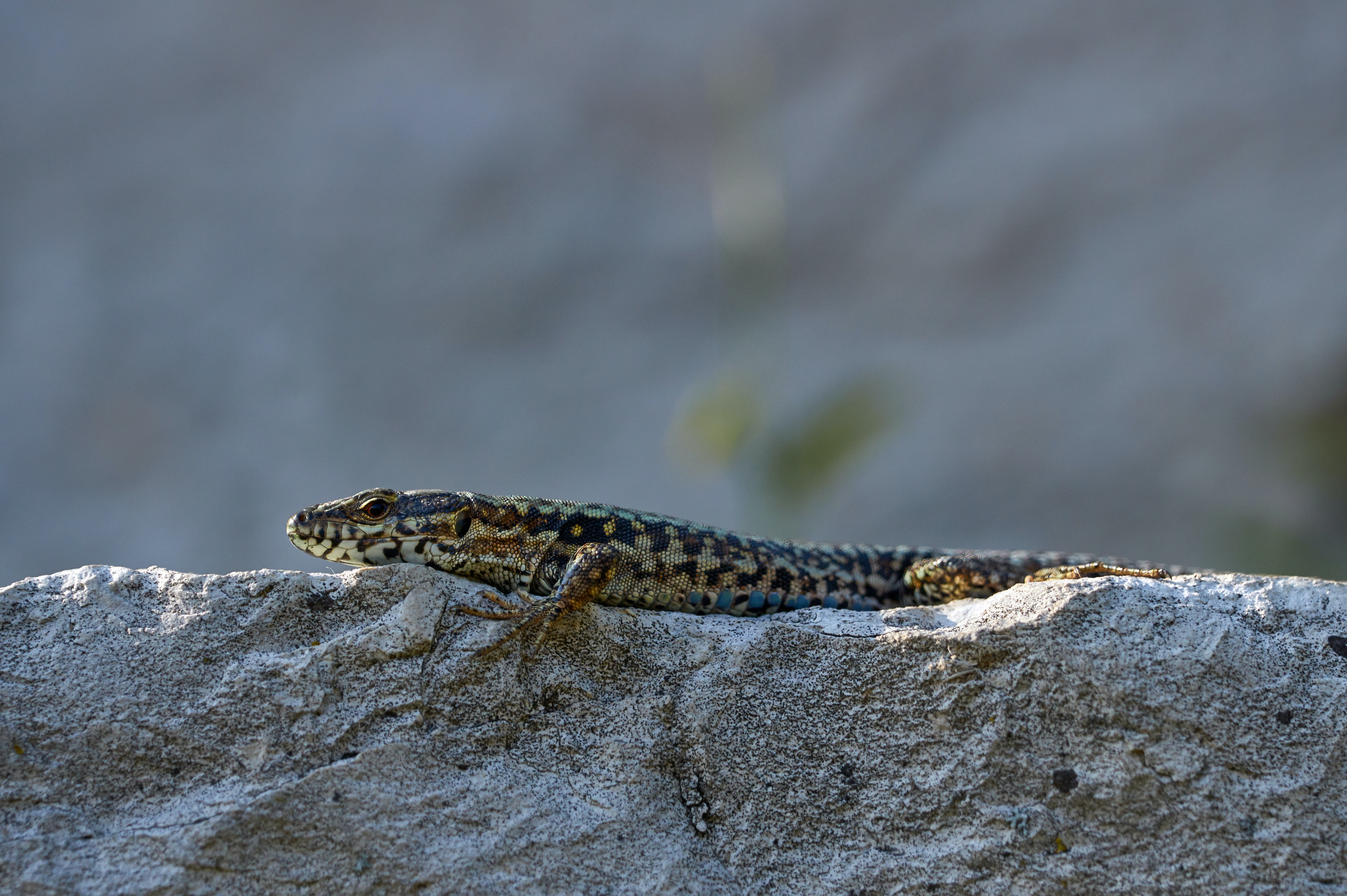 Common Wall Lizard Facts